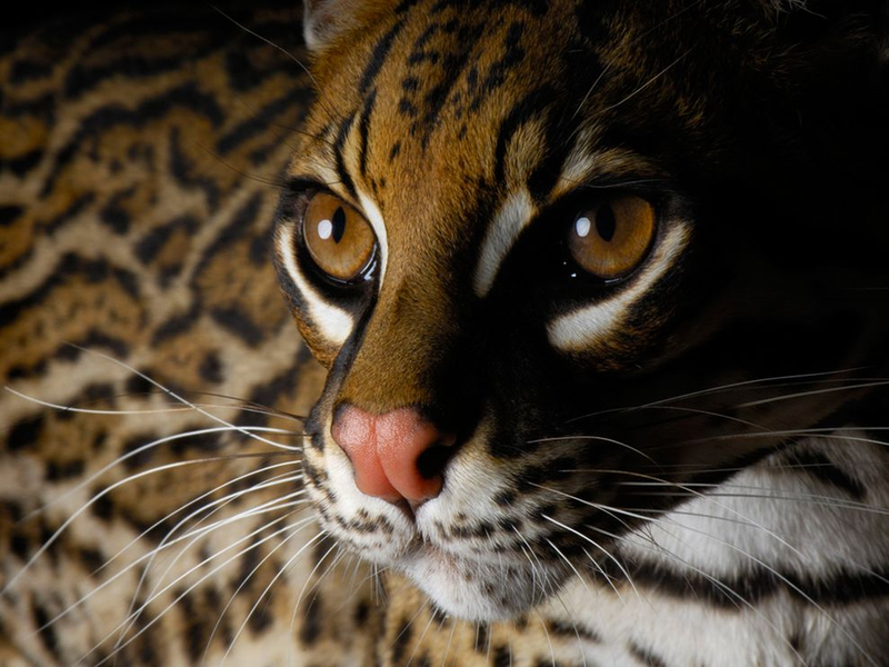 Illustration for article titled Caturday - Leopardus pardalis Edition